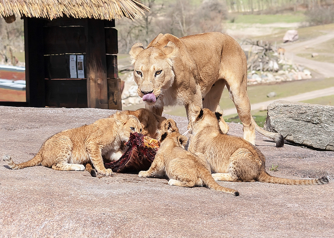 Ree Dyrepark 1 146w.jpg